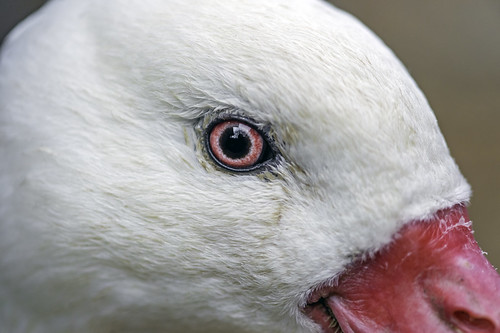 portrait white bird eye face closeup zoo switzerland nikon close farm profile goose bern d4 johnskleinefarm