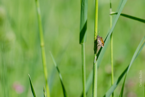 macro nature grass closeup bug insect shield pentatomidae carpocorispurpureipennis purpureipennis