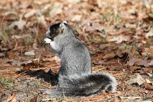 mammal squirrel northcarolina foxsquirrel carverscreekstatepark