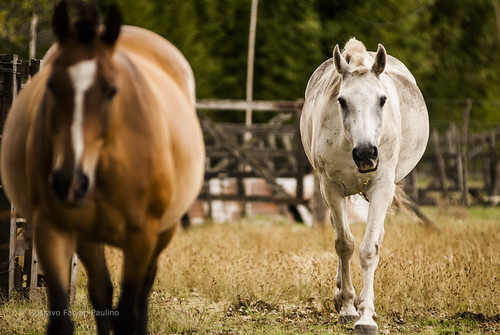 argentina caballos buenosaires campo granja establo uribelarrea equinos fueradefoco nikon80200 nikond80