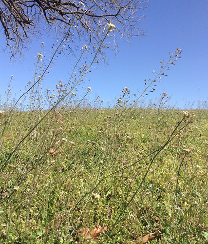 Shepherds Purse