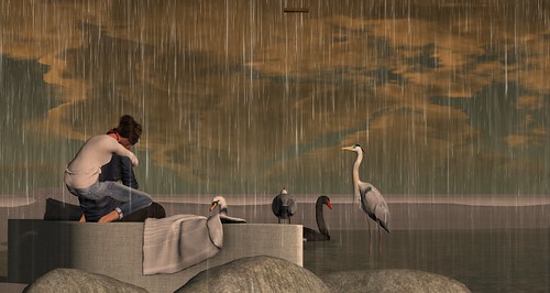 Birds, friends and rain at Furillen