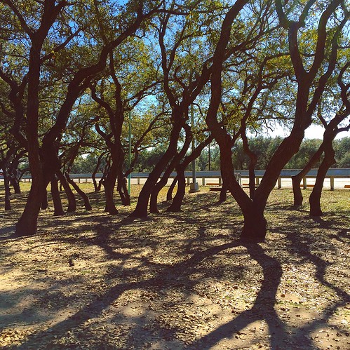 travel trees plant tree highway texas afternoon shadows grove outdoor branches deadleaves roadtrip reststop dirt craggy restarea southtexas falfurrias lonestarstate txdot mesquitetrees groveoftrees