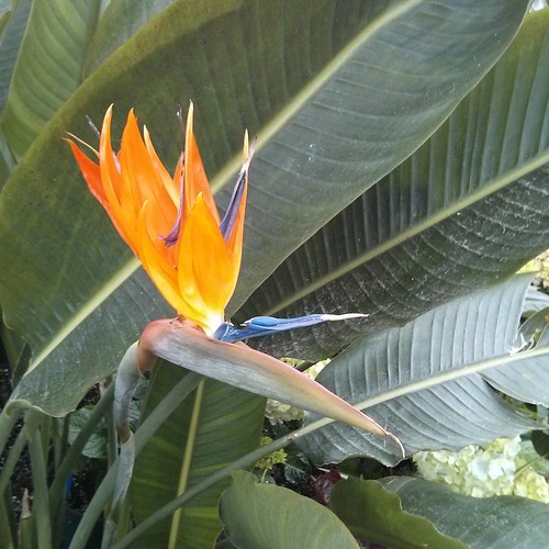 Flower, Bird of Paradise #toronto #allangardens #gardens #flowers #birdofparadise #streliziareginae