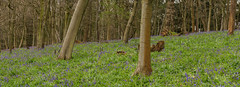 Bluebell Woods   E4102131_15-Pano