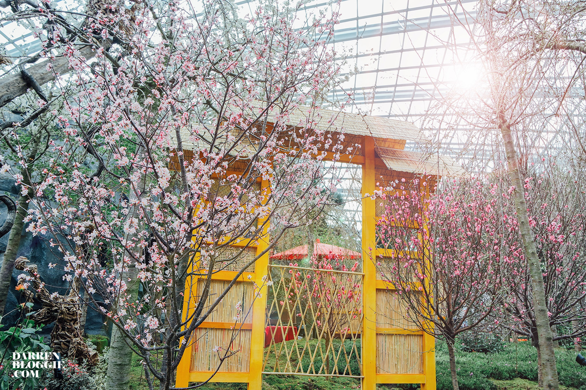Blossom-beats-sakura-cherry-gardensbythebay-14