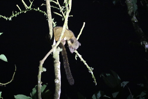 mammal ecuador raccoon tandayapa ricmcarthur rondeauric rickmcarthur olinguito