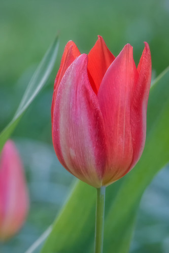 red flower macro green philadelphia nature beauty us spring flora nikon unitedstates pennsylvania tulip glenfoerd d7200