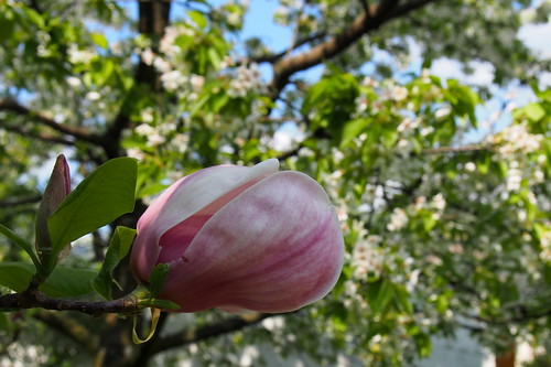 flower tree rose garden spring magnolia cherrytree fa tavasz virág kert magnolien magnoliaceae magnólia rózsaszín cseresznyefa liliomfa liliomfafélék olympusem5