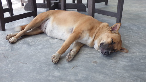 Koh Samui Sleeping Dog