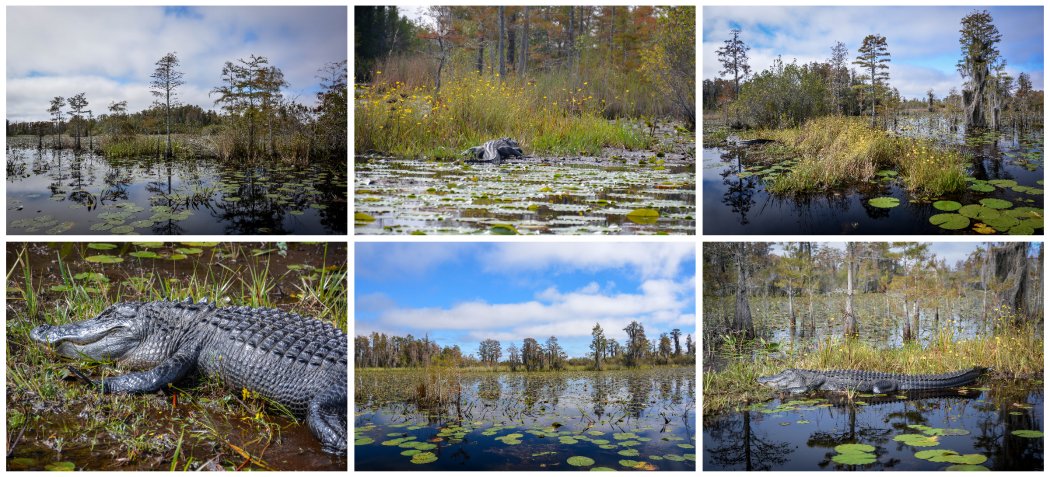 gators in the swamp