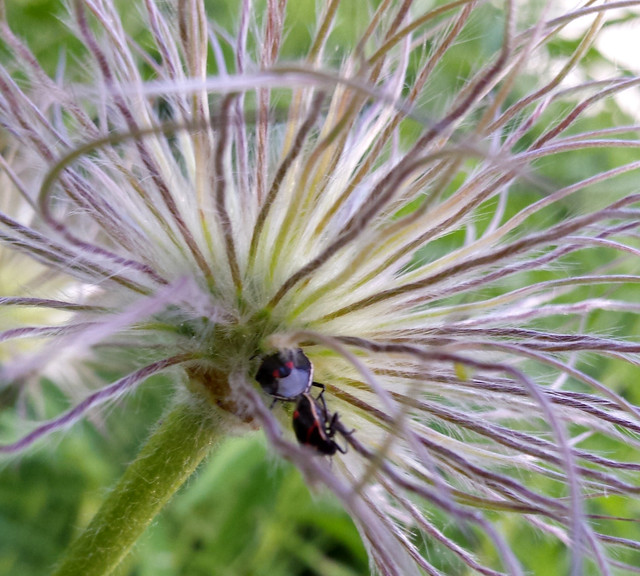 two shiny shield-shaped black-and-garnet bugs, connected at the tail end, in a pasqueflower seedhead