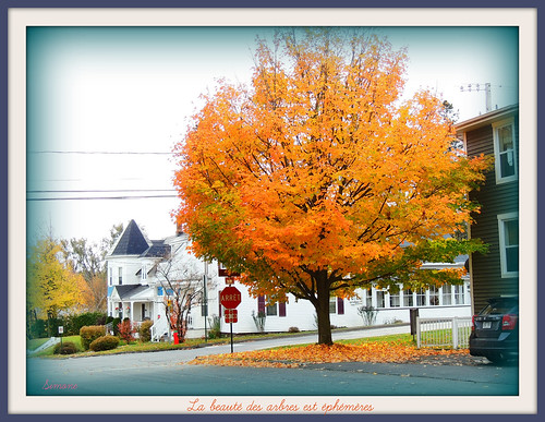 orange tree fall automne maple simone couleurs beauté québec frame rue arbre ville cadre feuilles coaticook jauneorange 20151228automne