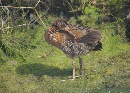 Light-footed Clapper Rail