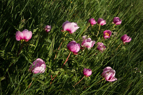 pink naturaleza flores rosa pétalos peonía rosadealejandría flordealarbadero