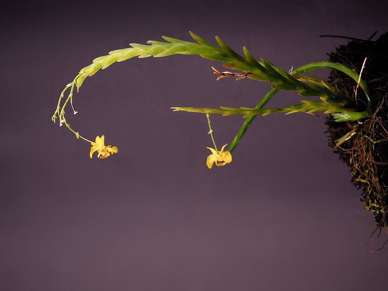 Lockhartia lunier plant