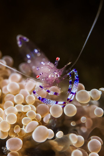 travel west macro nature rock underwater wildlife dive shrimp scuba east bubble timor leste dili underwaterphotography canonefs60mmmacro coarl canoneos7d