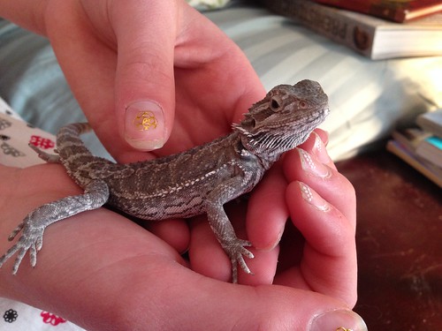 Critter the bearded dragon