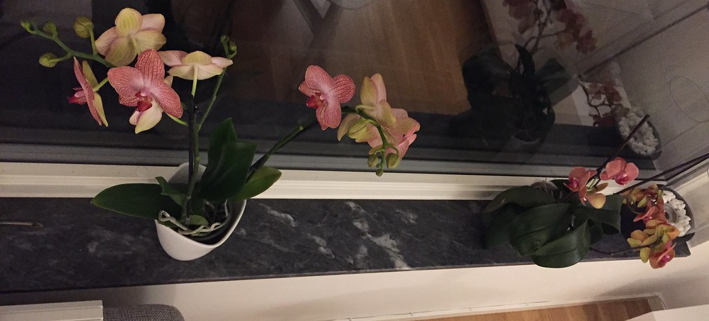 Orkidéer i fönstret