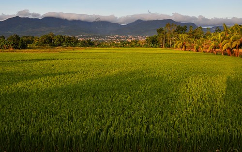desktop peru southamerica landscape lush agriculture tarapoto featured