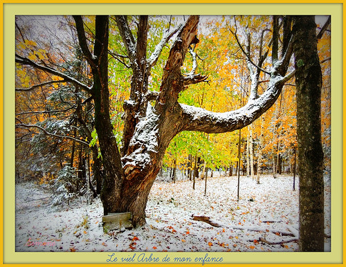snow fall nature colors forest automne october simone oldtree forêt vieilarbre herberouge 20151228automne toujoursvivant