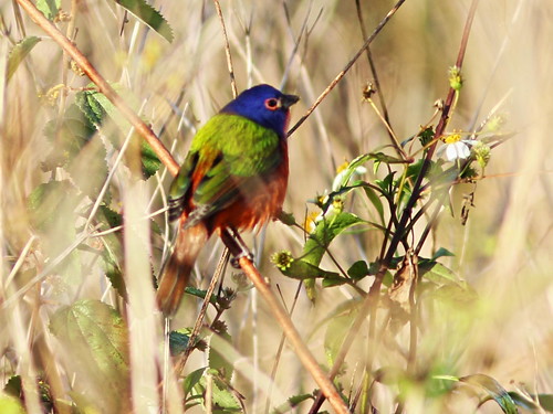 Painted Bunting male 2-20160130