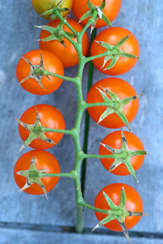 tomato sungold