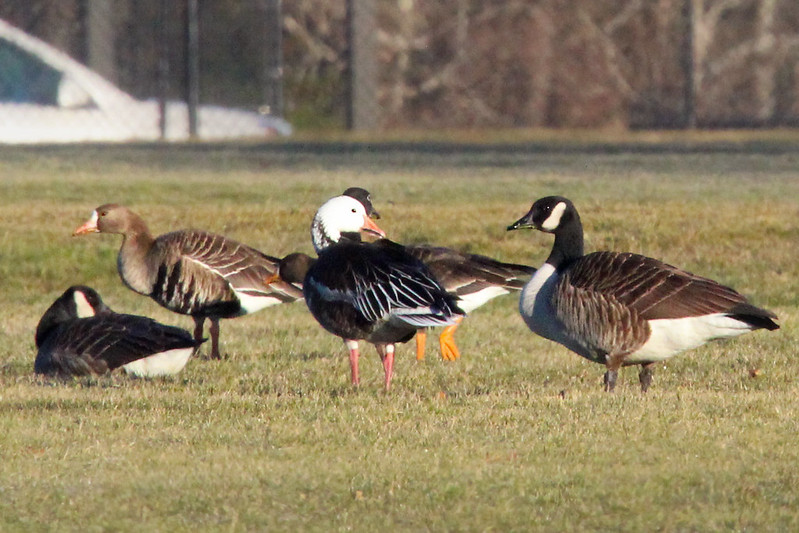 Greater White-fronted Geese, Snow Geese, Canada Geese