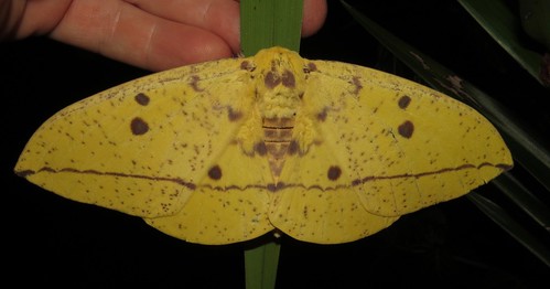 peru wings moth saturniidae richhoyer