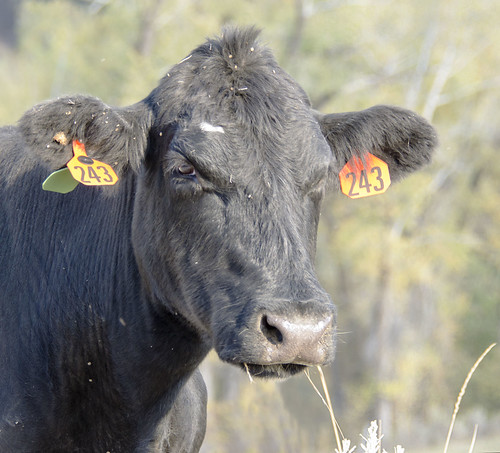 rural cow nikon country tags moo inquisitive anitaburke