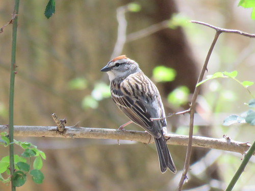 bird indiana sparrow hoosiernationalforest chippingsparrow spizellapasserina charlescdeamwildernessarea