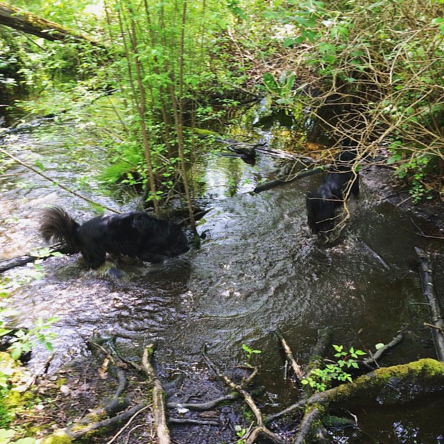 Tromping through a filthy mud puddle makes them so happy! 💦