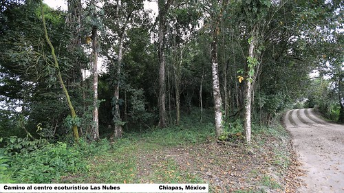 méxico mexico chiapas selvalacandona reservadelabiosfera montesazules ríosantodomingo centroecoturísticocausasverdeslasnubes