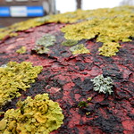 lichen on a postbox