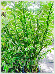 Euphorbia tithymaloides 'Variegates' (Devil's Backbone, Jacob's Ladder, Zig-zag Plant, Redbird Flower/Cactus, Christmas Candle, Slipper Spurge/Plant, Japanese Poinsettia), May 12 2013