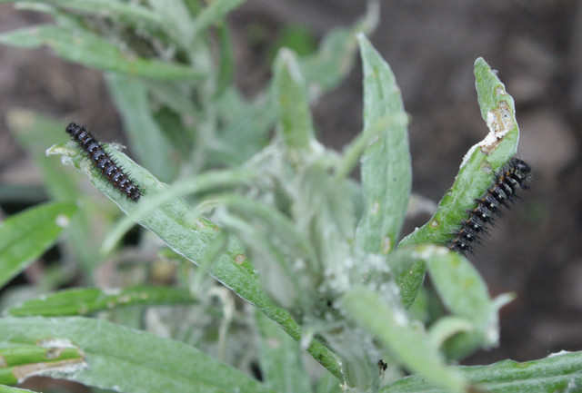 two black, spiky caterpillars on opposite sides of a pearly everlasting plant