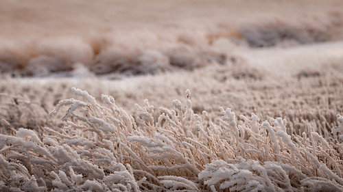 ca winter snow canada nature rural landscape photography alberta land prairie grassland vauxhall