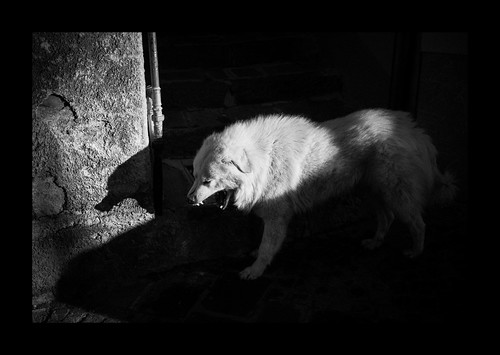 shadow dog sun animal cane contrast dark scary bn bite viggiano