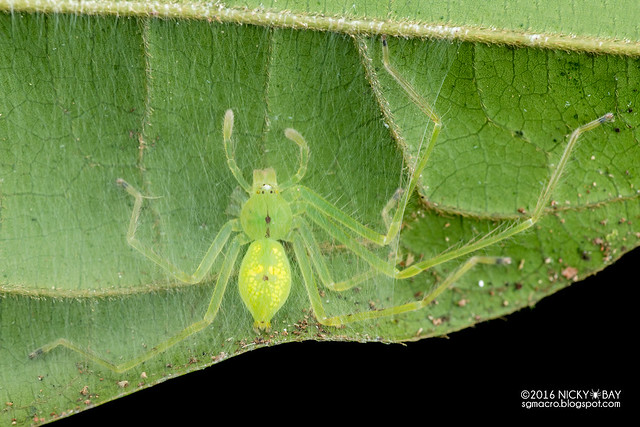 Huntsman spider (Stasina sp.) - DSC_6574