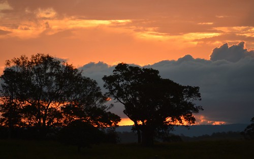 trees sunset silhouette landscape australia nsw northernrivers richmondvalley