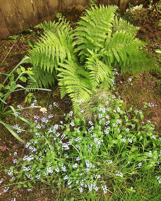 Happy to see that the fern in the backyard that the dogs trampled last year has come back 💚