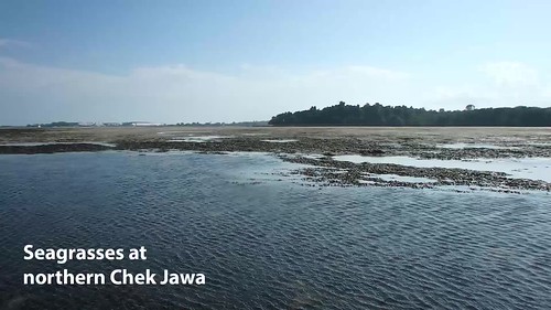 Seagrasses at northern Chek Jawa