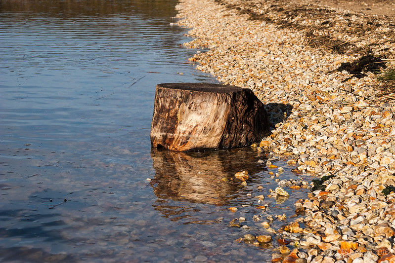 Reflected tree stump