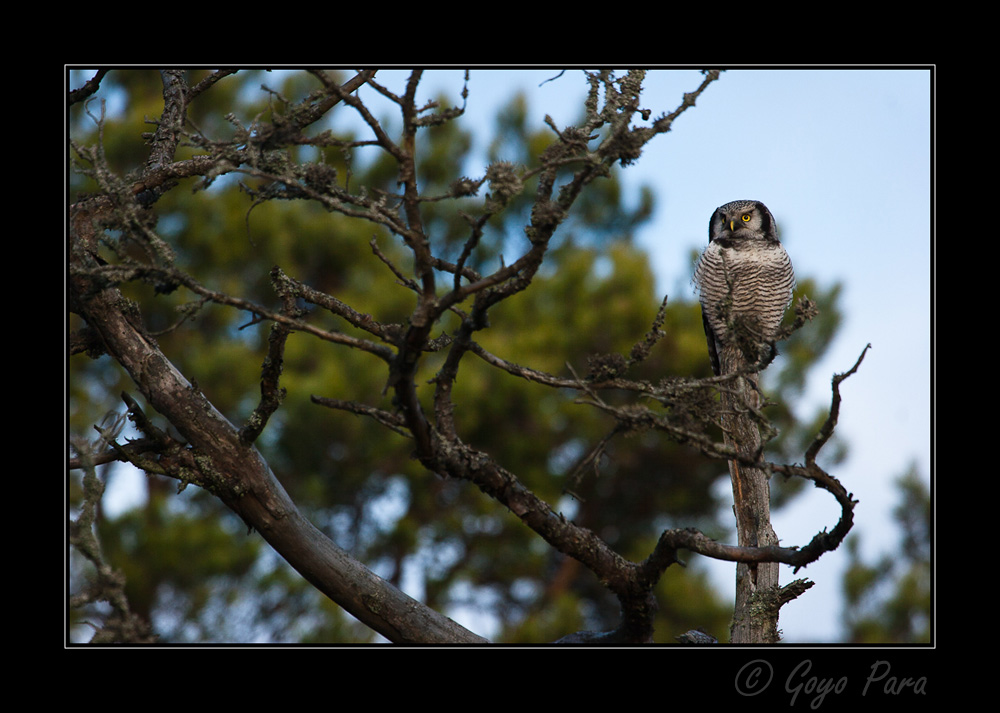 The northern hawk-owl
