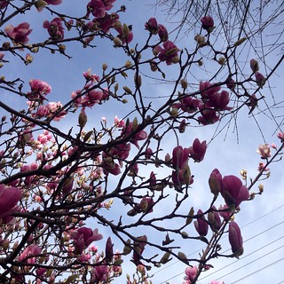 Flowering Tree near Derby St.
