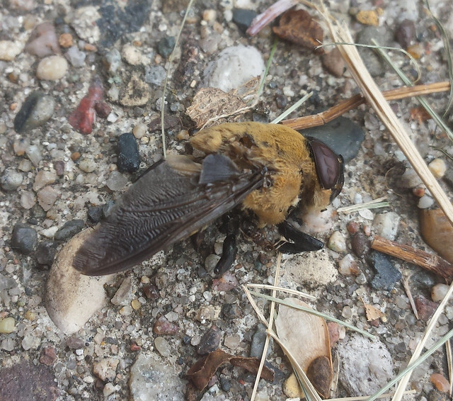 only half of a robber fly remains on a sidewalk