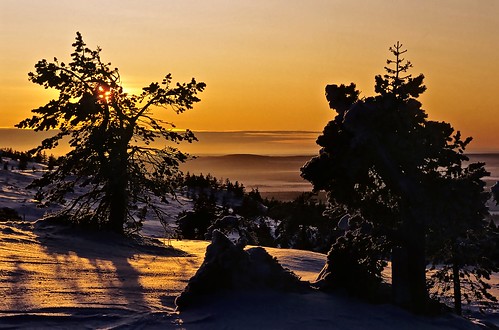 tree sunrise finland dawn fell luosto