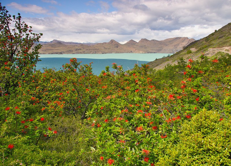 Por el sur del mundo. CHILE - Blogs de Chile - Torres del Paine: Mirador Las Torres (pata derecha de la W) (7)