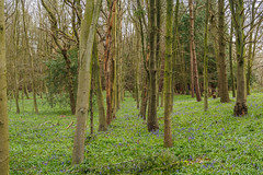 Bluebell Woods   E4102120_04-Pano
