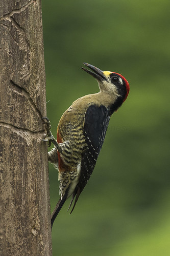 birds costarica centralamerica northernlowlands 103woodpeckers 40blackcheekedwoodpecker